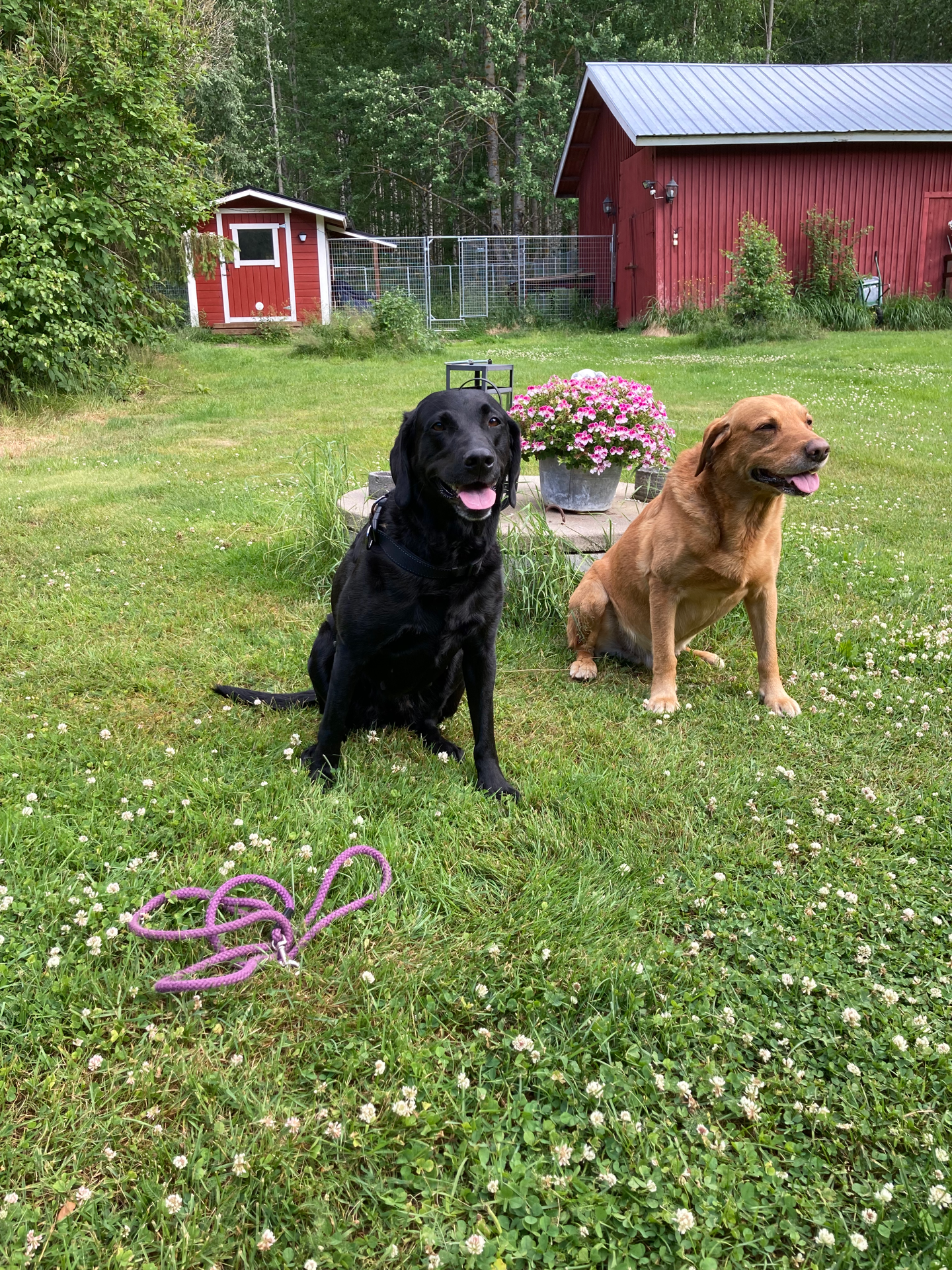 Ritalla hedelmällinen käynti Dänin luona. (Kuva: Kirsi Koivunen)